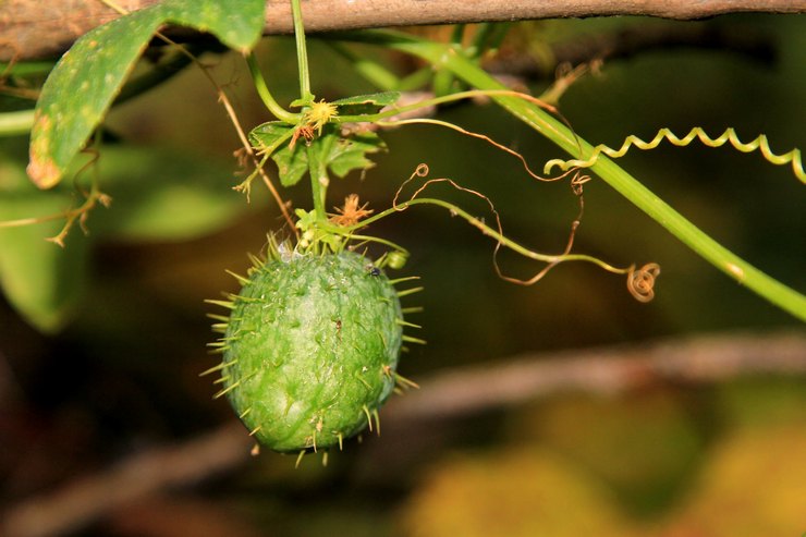 Penerangan mengenai echinocystis tumbuhan