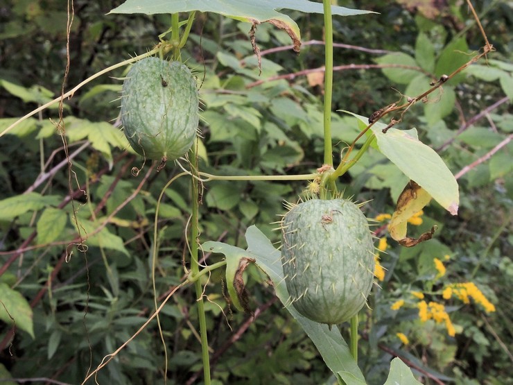 Echinocystis plantering