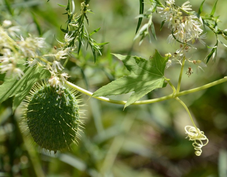 Echinocystis vård