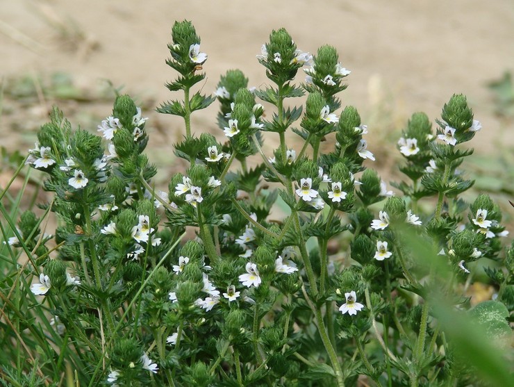 Les propriétés curatives d'Eyebright