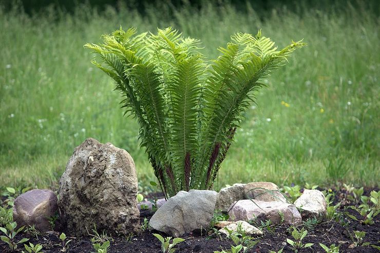 Växer en bracken