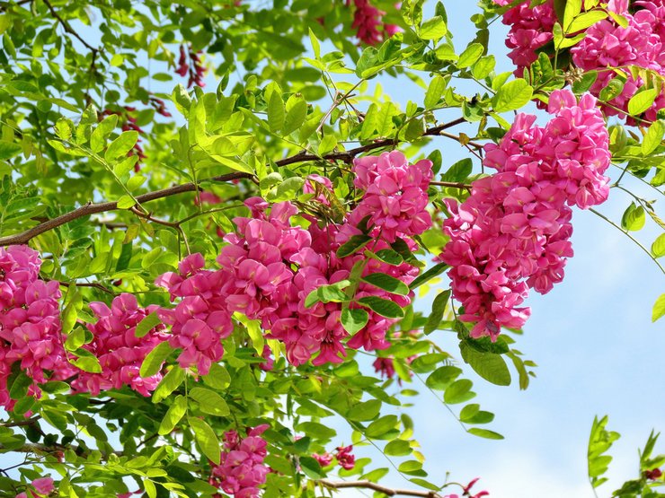 Robinia hårstrånad