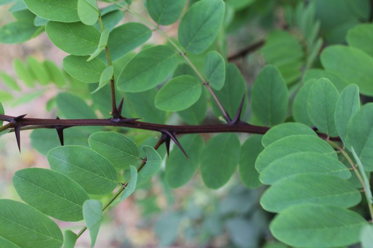 Beskrivning av robinia-anläggningen