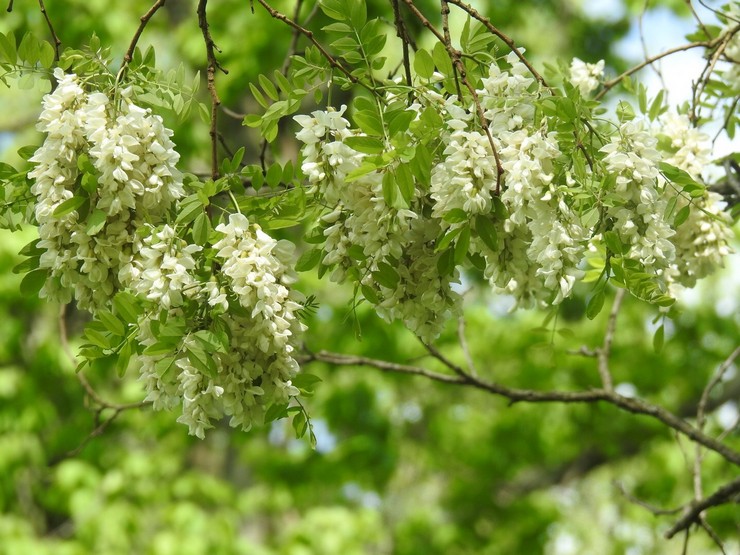 Hartanah Robinia