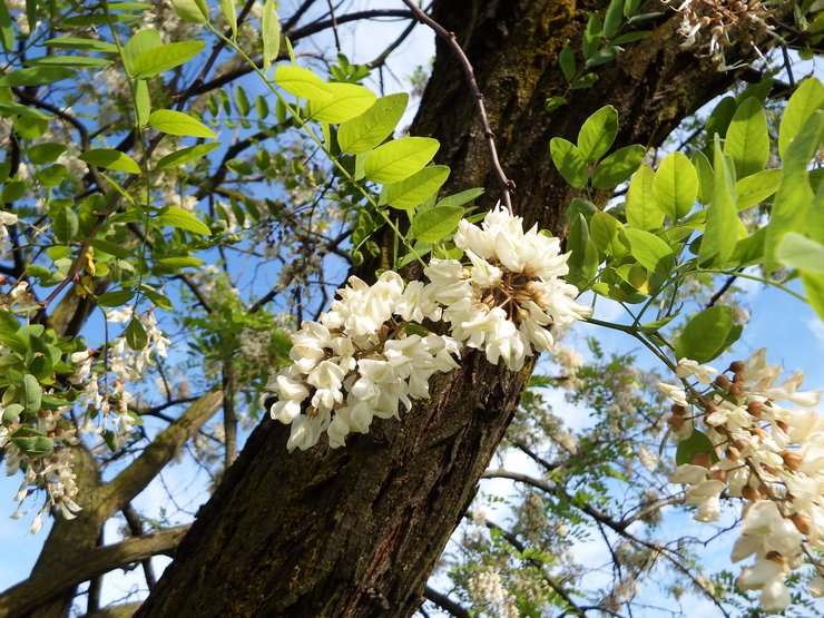 Robinia bryr sig