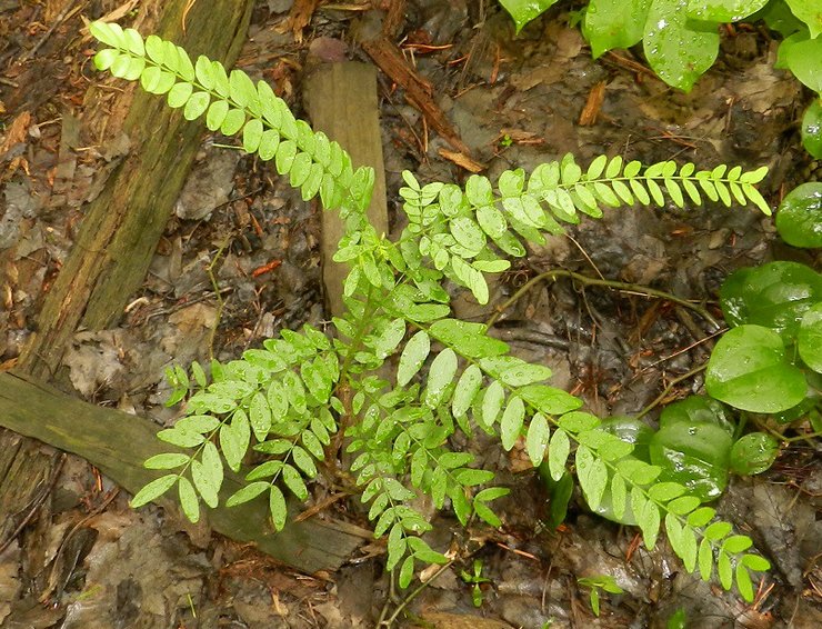 Växande robinia