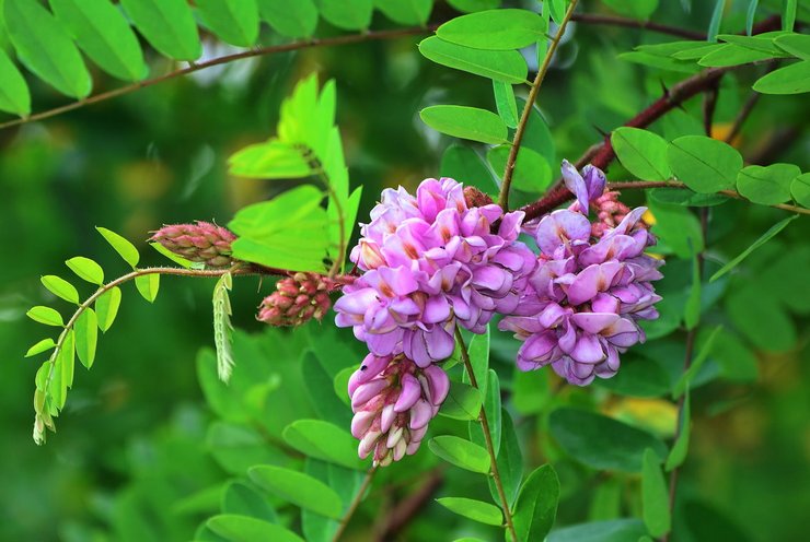 Robinia klibbig