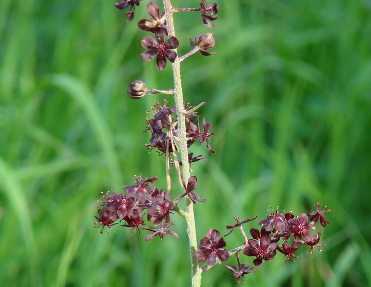 Chemeritsa hitam