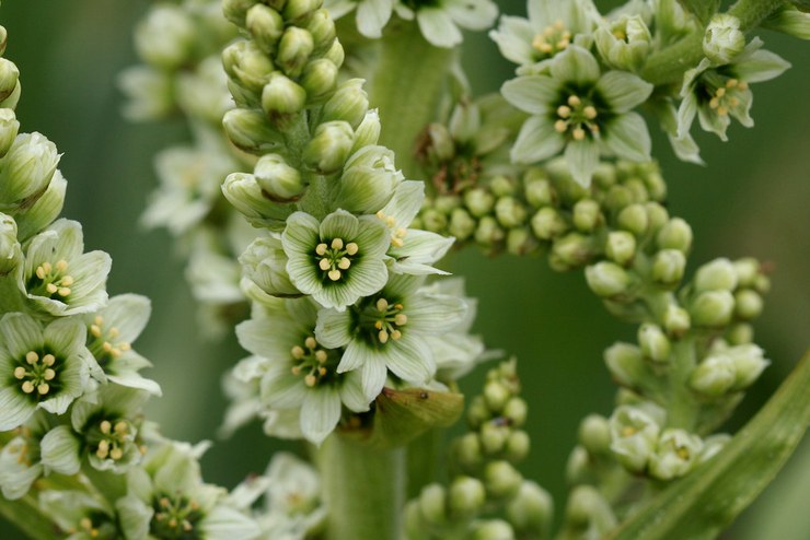 Penerangan mengenai tumbuhan hellebore