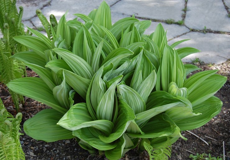 Permohonan hellebore