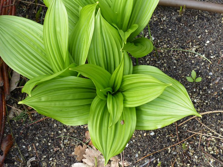 Penjagaan Hellebore