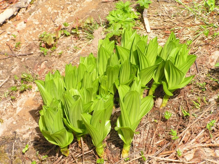 Hellebore yang semakin meningkat