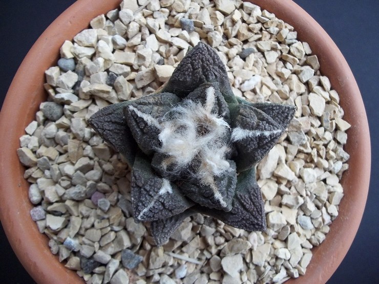 Ariocarpus merekah