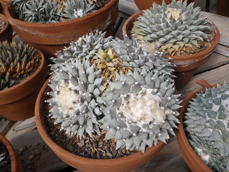 Ariocarpus bersisik