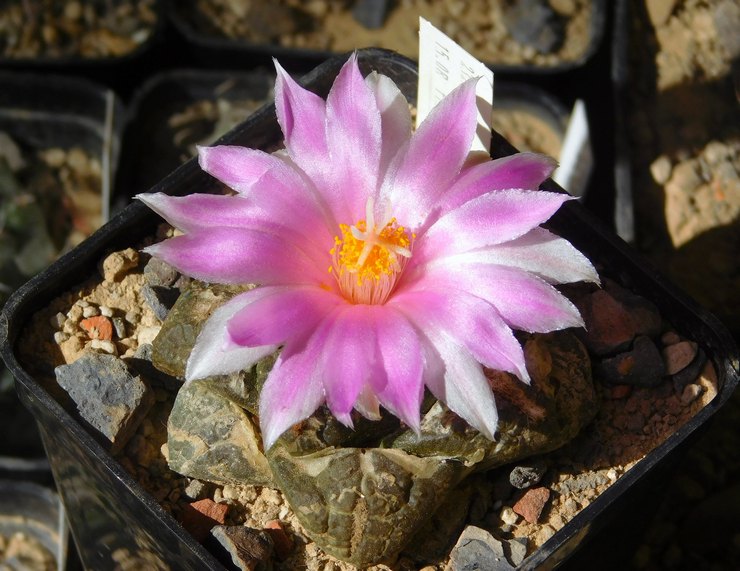 Ariocarpus perantaraan