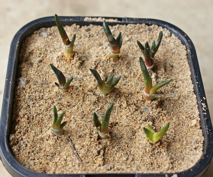 Reproduktion av ariocarpus