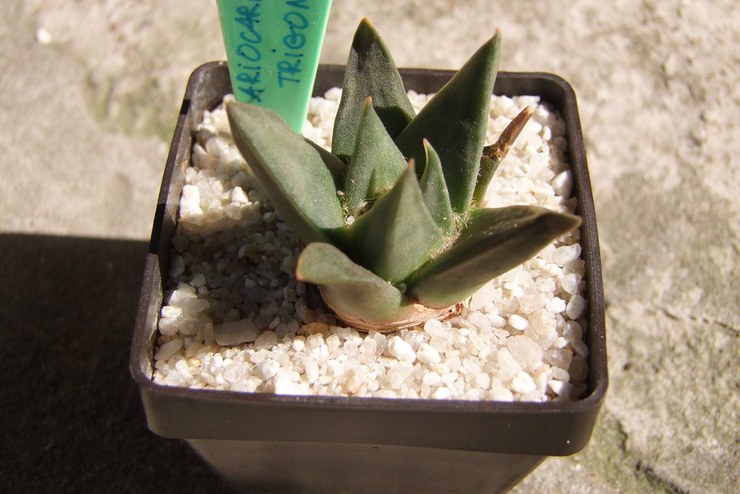 Ariocarpus trubbig