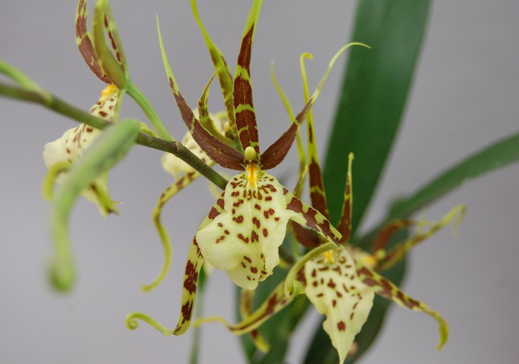 Orkid Brassia