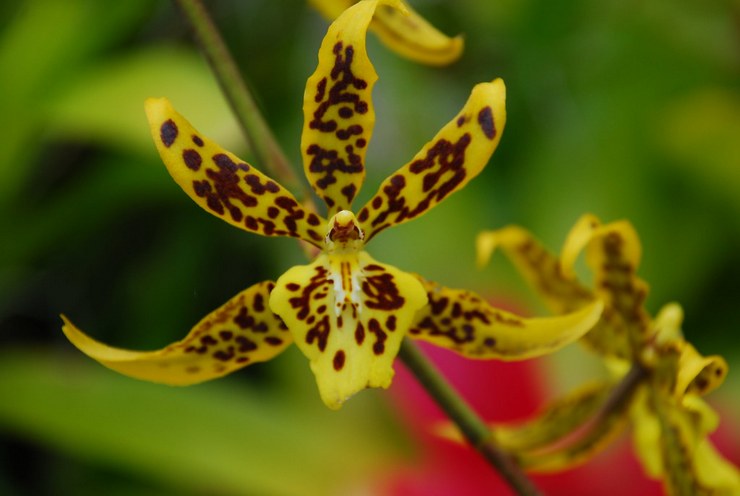 Varieti orkid brassia