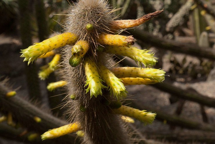 Ritter's Cleistocactus