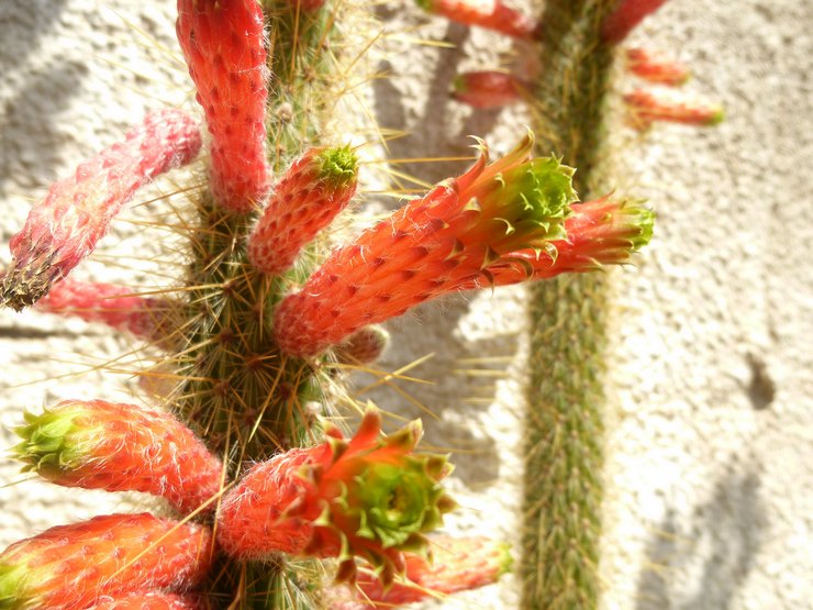 Emerald cleistocactus