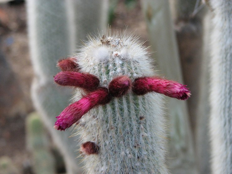 Strauss Cleistocactus