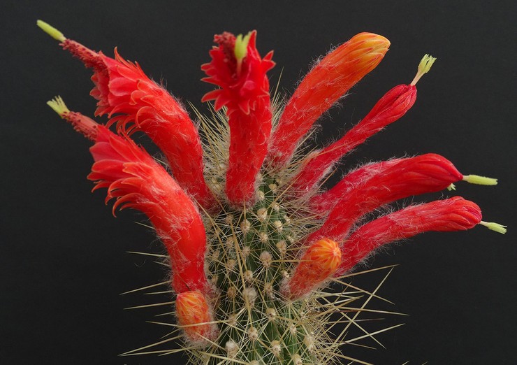 Tupisia Cleistocactus