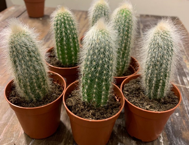 Penjagaan Cleistocactus