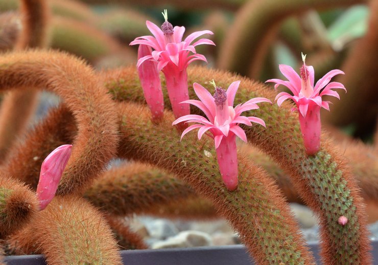 Vinters Cleistocactus