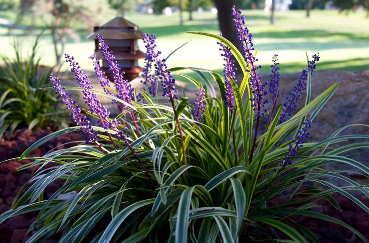 Liriope dalam reka bentuk landskap