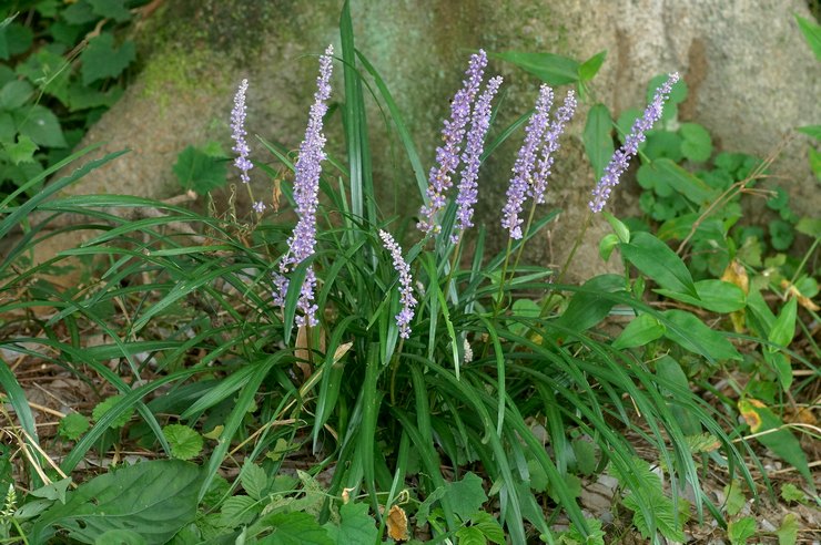 Liriope Muscari