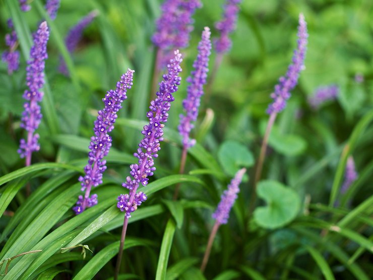 Liriope berdaun rata