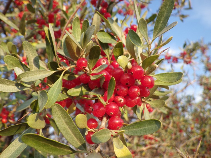 Shepherdia silver