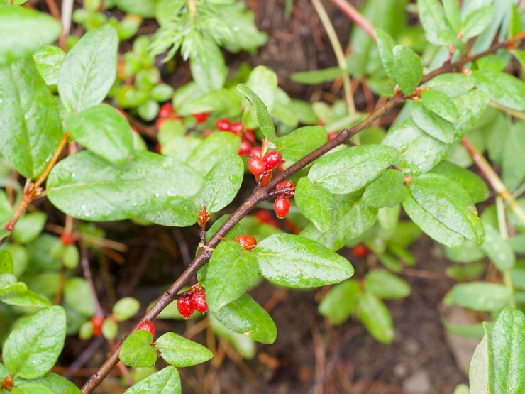 Shepherdia kanadensiska