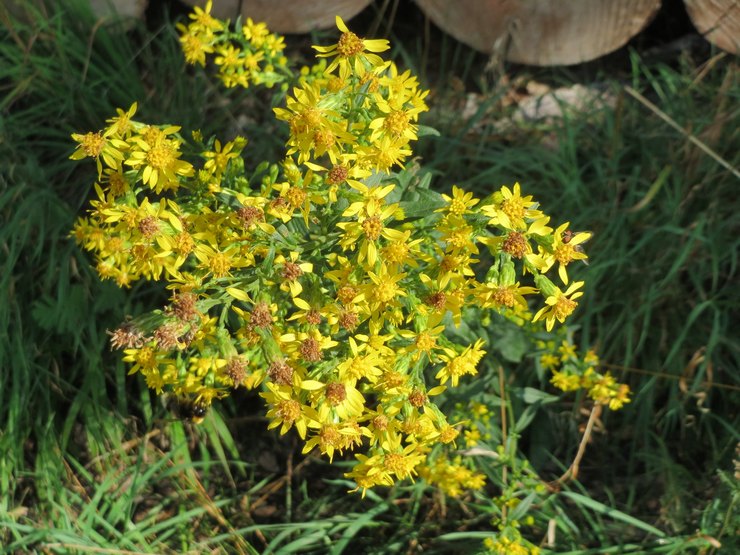 Goldenrod