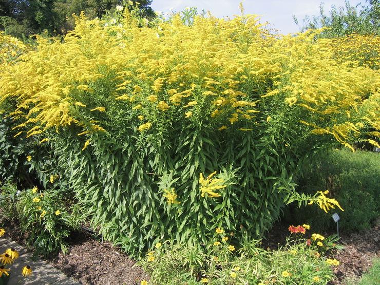 Goldenrod Shorty