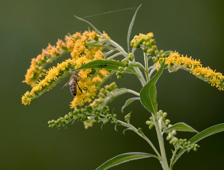 Sifat penyembuhan goldenrod