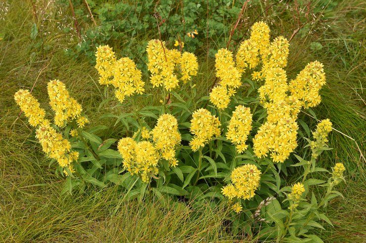 Goldenrod vård