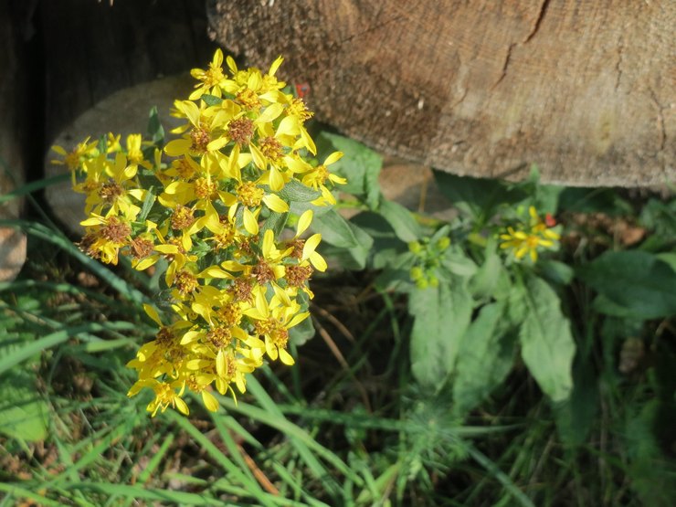 Gemensam goldenrod