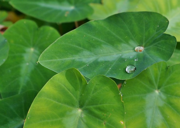 Taro menipu