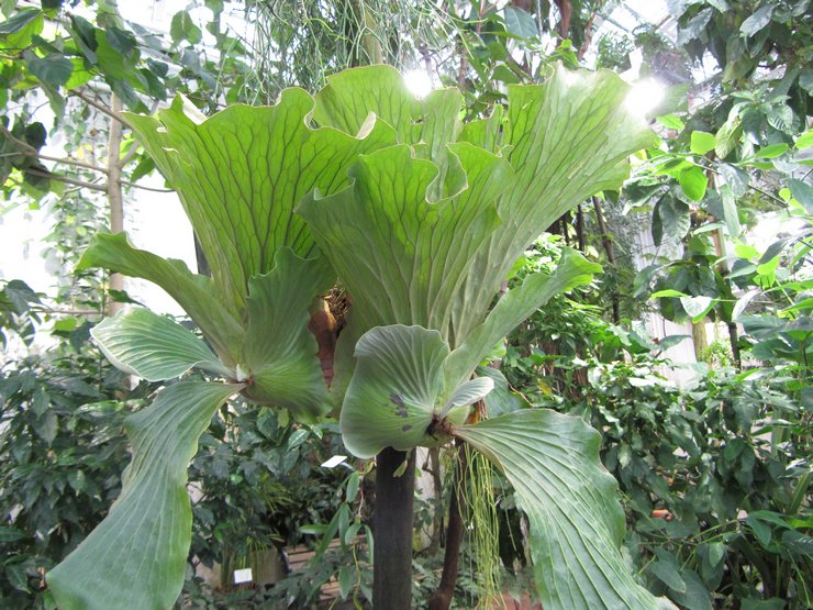 Angolans platycerium