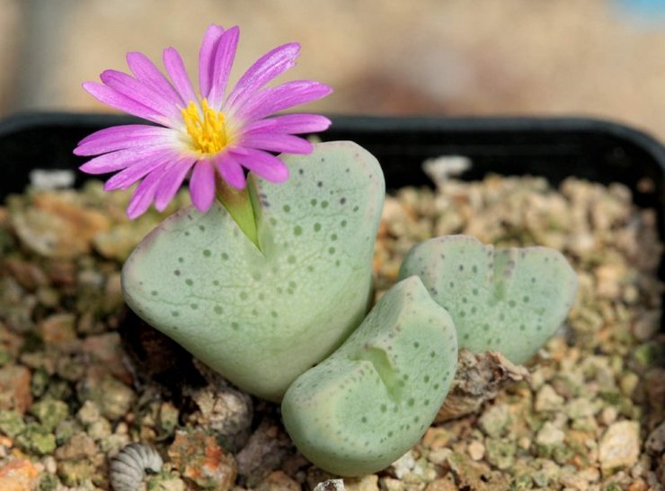 Substrat longkang longgar dipilih untuk conophytum