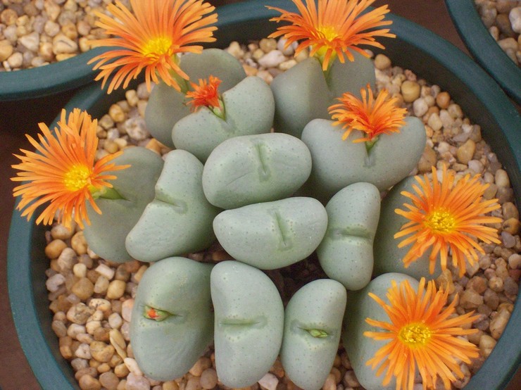 Kaedah pembiakan conophytum