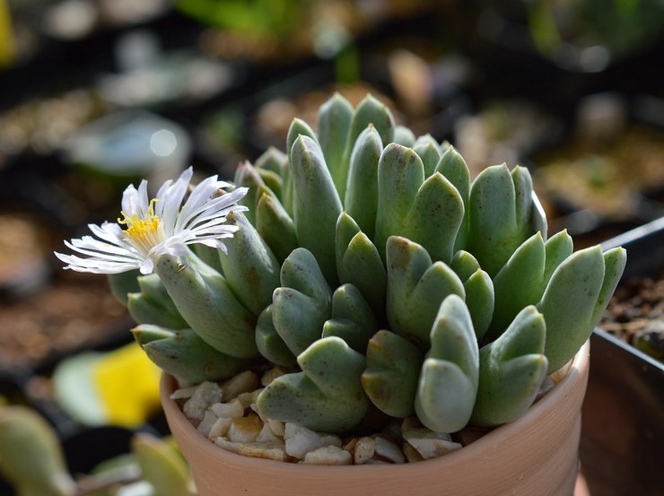 Conophytum