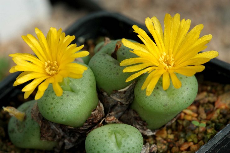 Penjagaan Conophytum di rumah