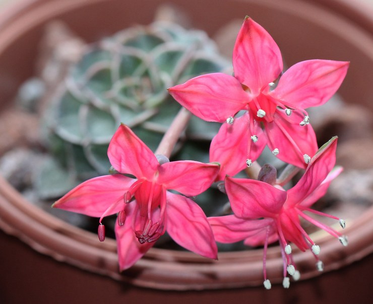 Graptopetalum vacker