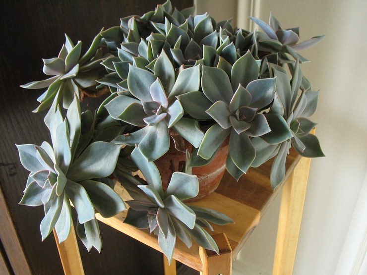 Graptopetalum paraguayan