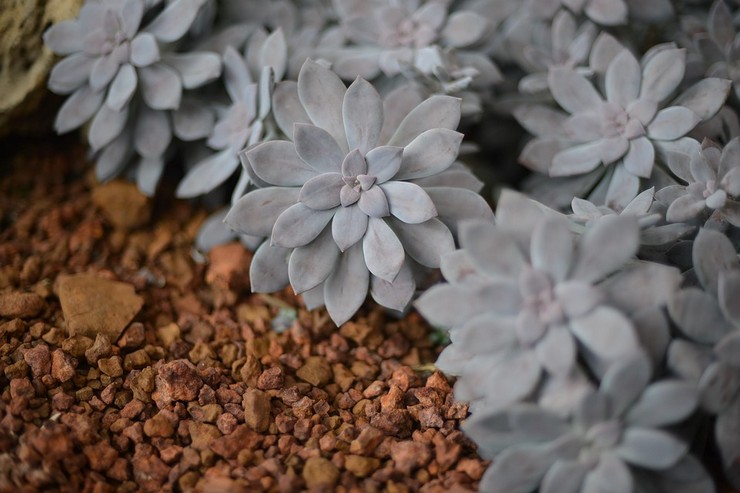 Graptopetalum berantai lima