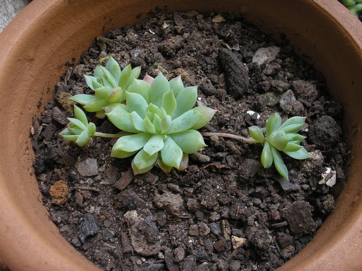 Jord för graptopetalum