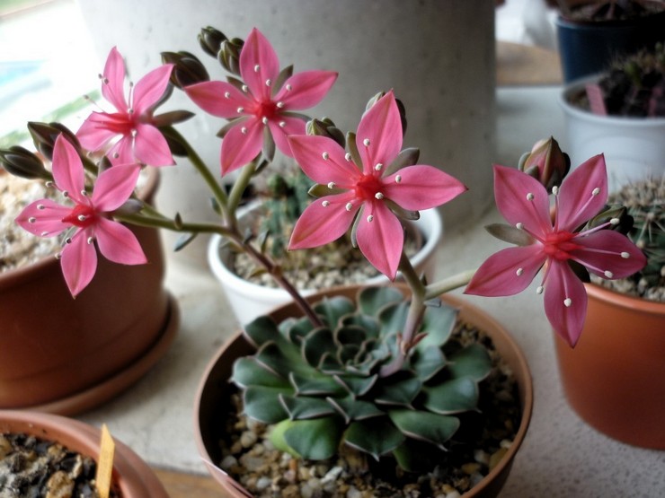 Graptopetalum